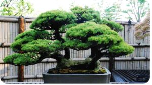 How Are Bonsai Trees Cultivated to Become Miniature Wonders?