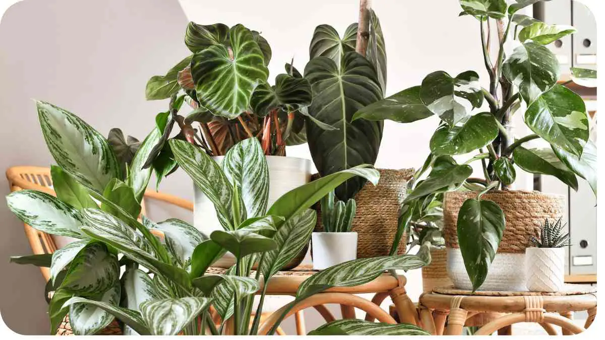 How Do You Green Up Houseplants?