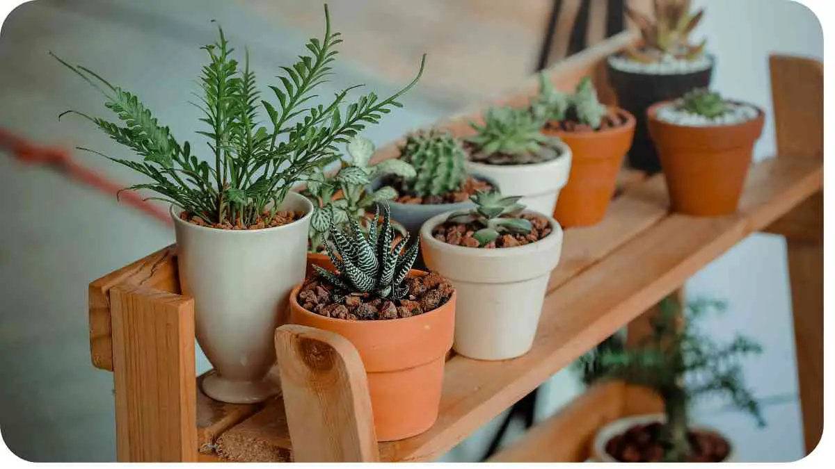 How Do You Make Potted Plants Pretty?