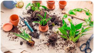 How To Fertilize Tropical House Plants