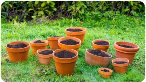 How to Replace Potting Soil: A Complete Guide