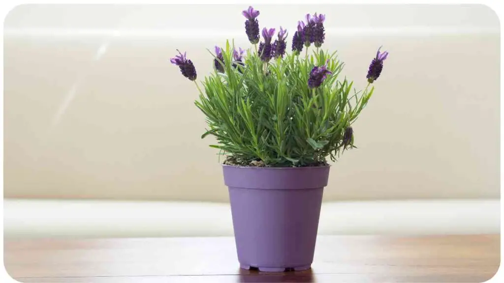 a lavender plant in a purple pot sitting on a wooden table