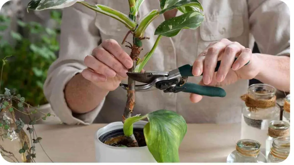 a person is trimming a plant with scissors