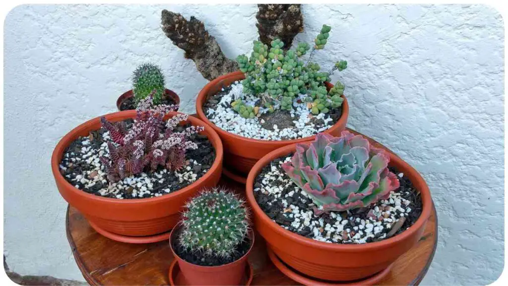 four different types of cacti in pots on a table