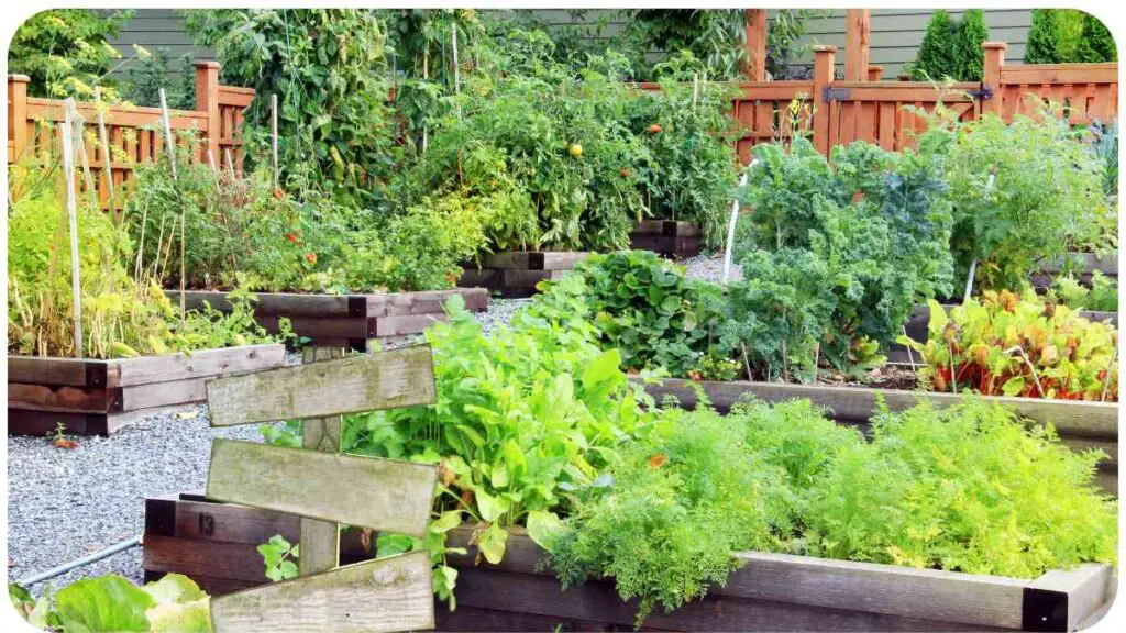 an image of a vegetable garden with wooden planters
