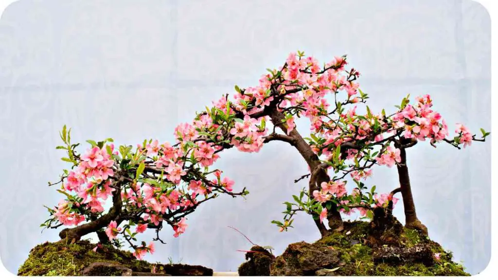 a bonsai tree with pink flowers on it