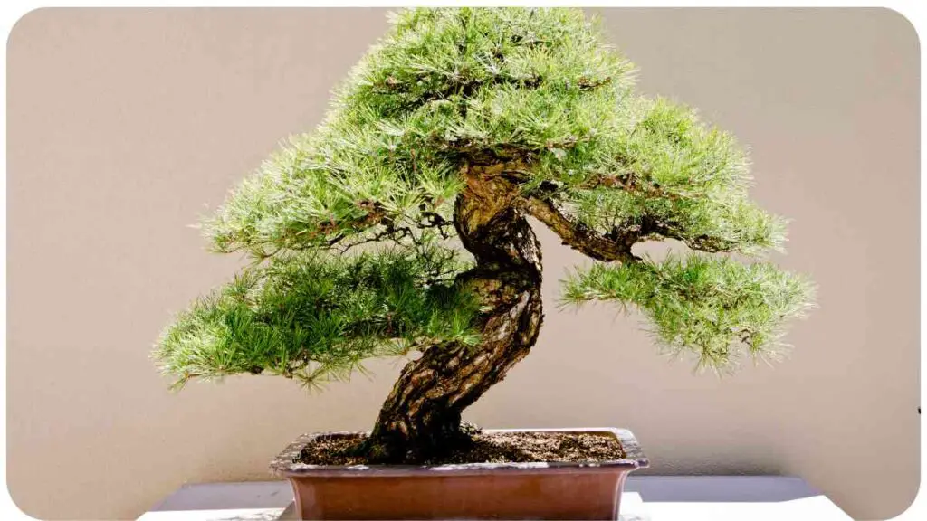 a bonsai pine tree in a pot on a table