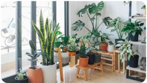 The Ultimate Guide to Well-Draining Soil for Indoor Plants