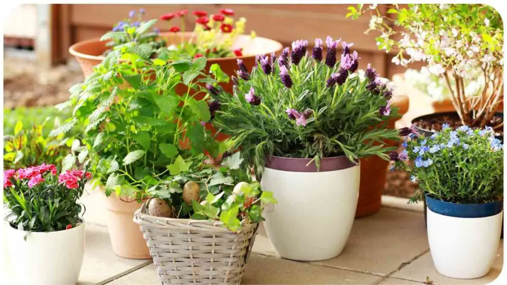 various types of flowers and plants in pots on a patio