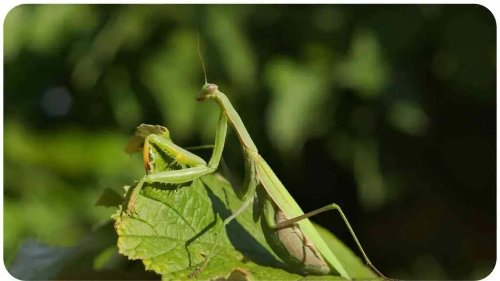 a praying mantis is sitting on top of a leaf