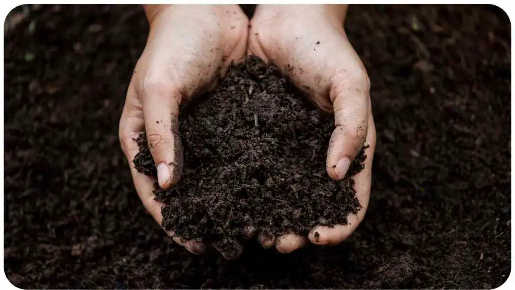 a person holding soil in their hands