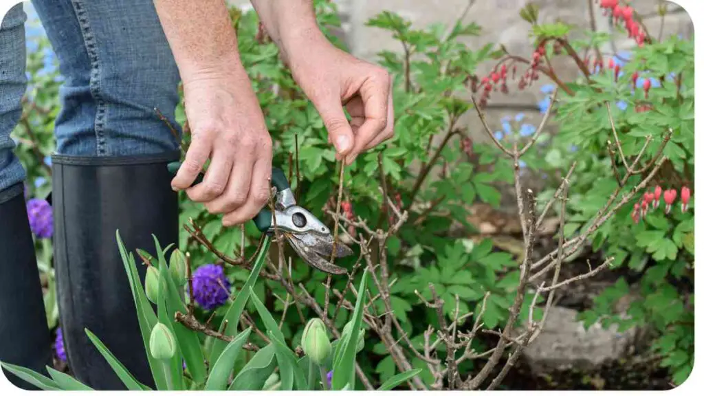 a person is trimming a plant with scissors