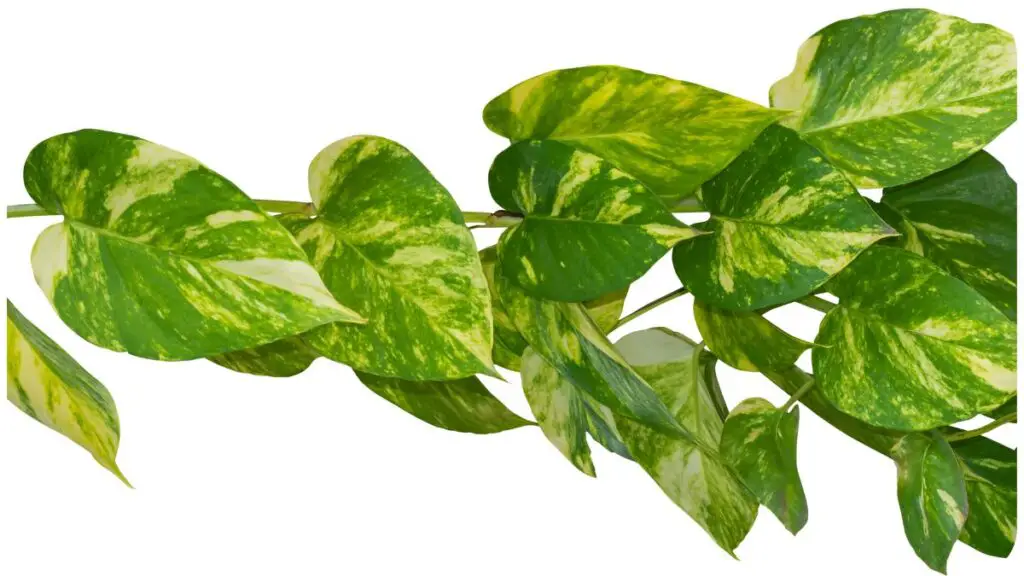 a plant with green and yellow leaves on a white background