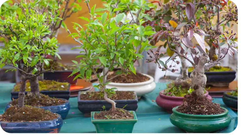 many different types of bonsai trees in pots on a table