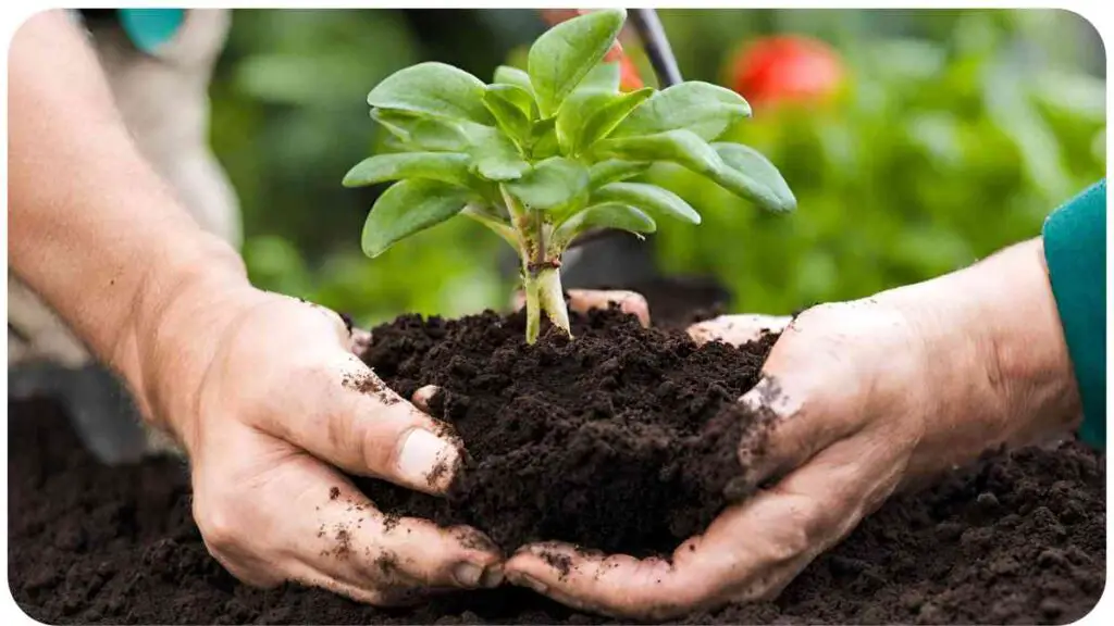 two hands are holding a small plant in the soil