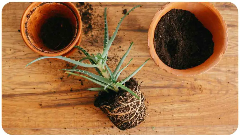 two clay pots with soil and a plant in them