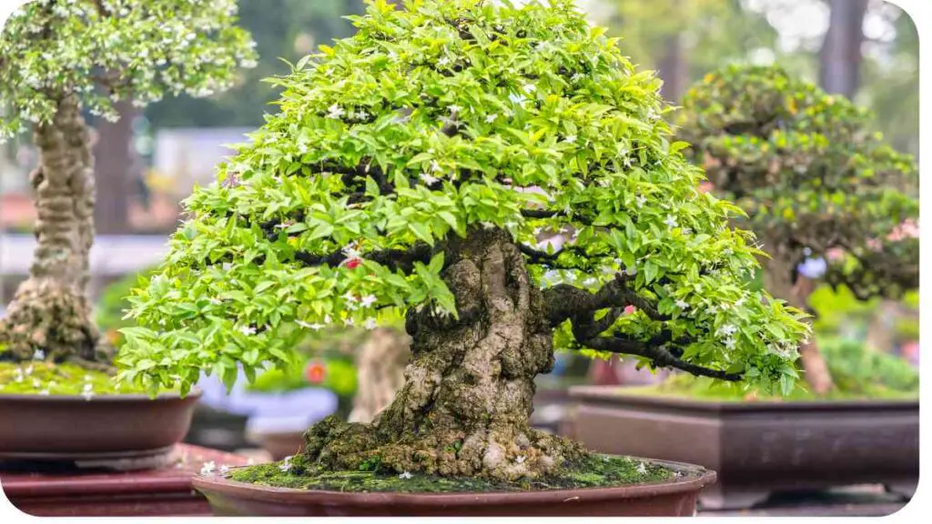 a bonsai tree in a pot on a table