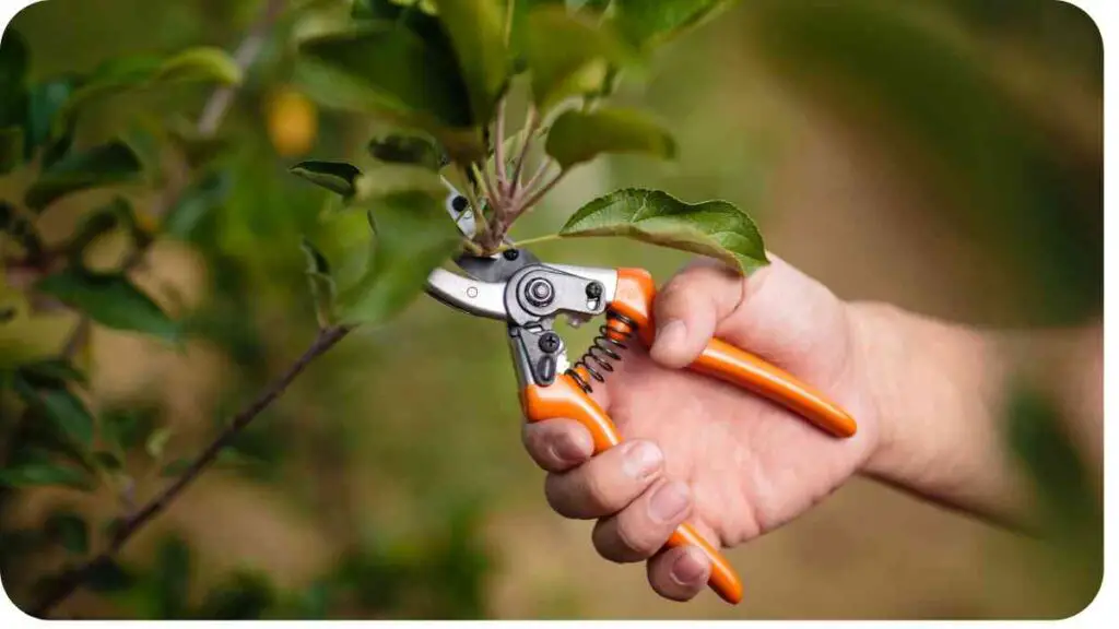 a person is using a pair of scissors to prune an apple tree