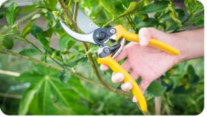 Unlocking the Growth-Boosting Power of Pruning: What's the Trick?