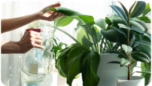 What To Spray On Indoor Plants: A Comprehensive Guide