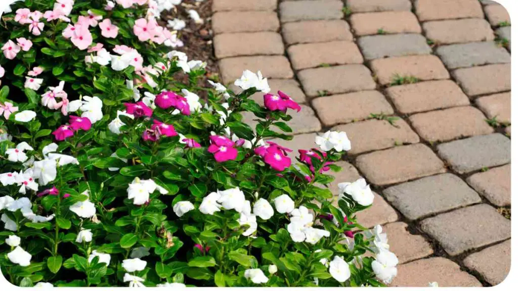 pink and white flowers on a brick walkway