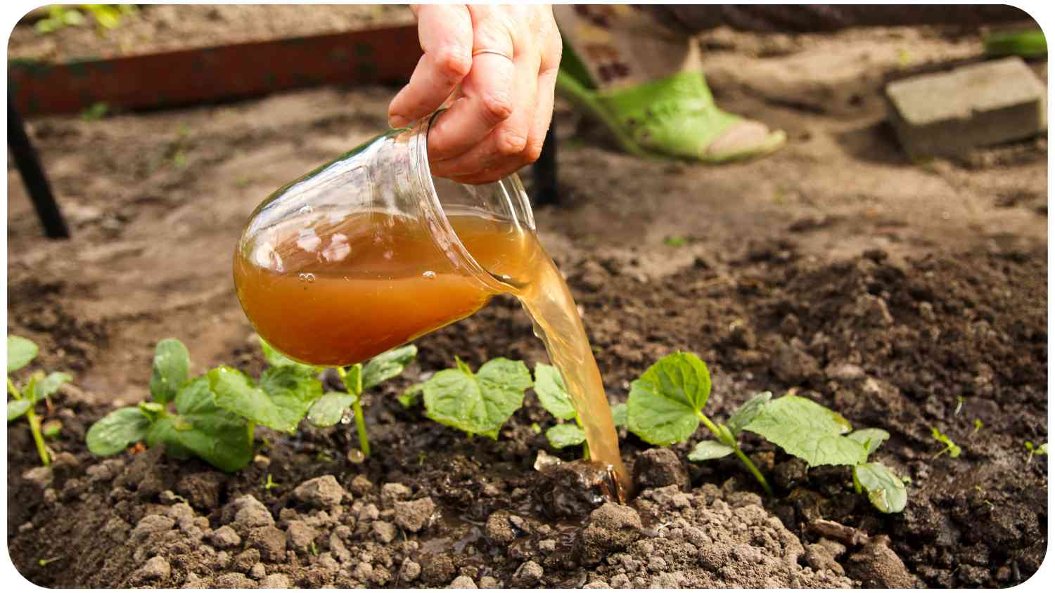 a person is pouring liquid from a glass into a garden