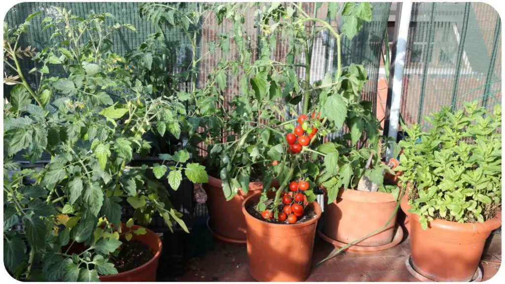 tomato plants in pots on a balcony