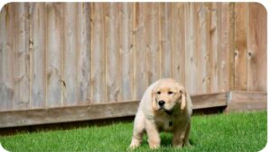 How Do I Puppy Proof My Backyard Fence?