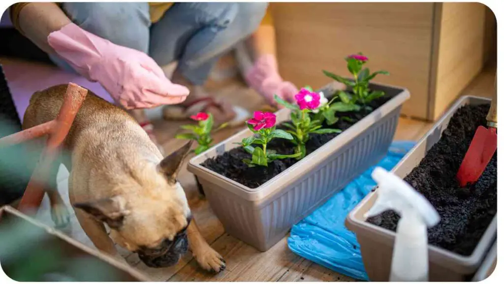 A person in pink gloves is working with a dog in a flower planter.