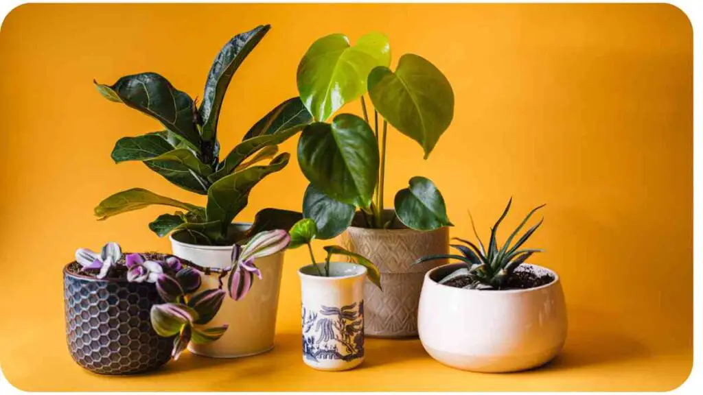 five different types of indoor plants on a yellow background