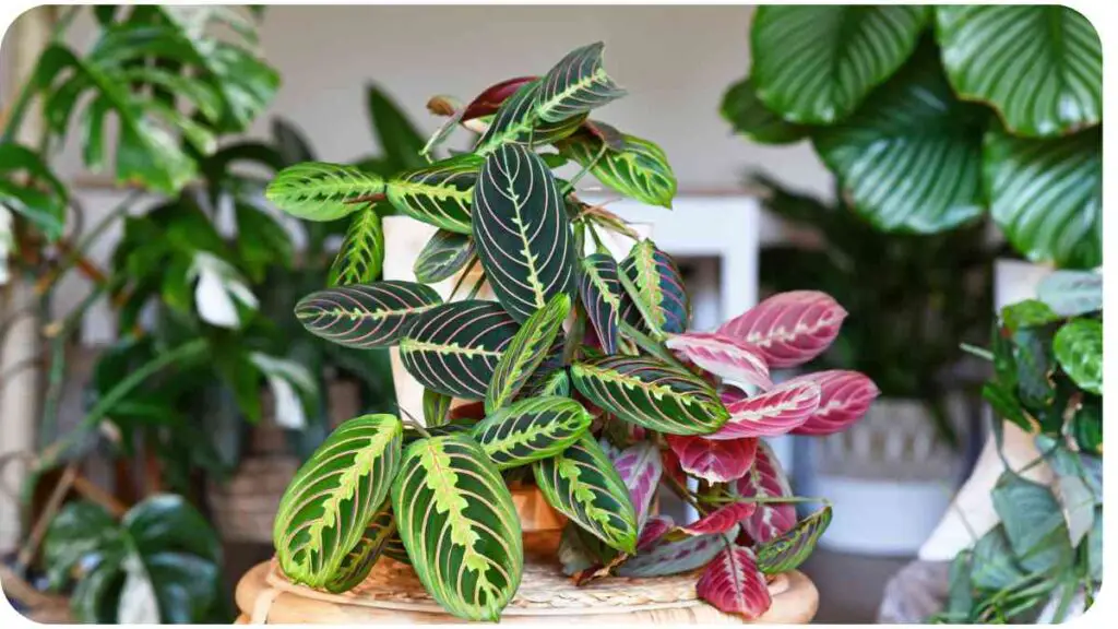 a potted plant with many different types of green and red plants