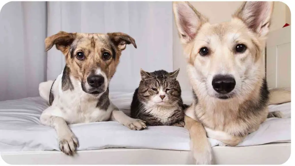 three dogs and a cat sitting on a bed