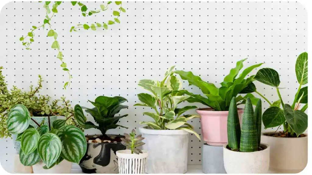 several potted plants are sitting on a shelf