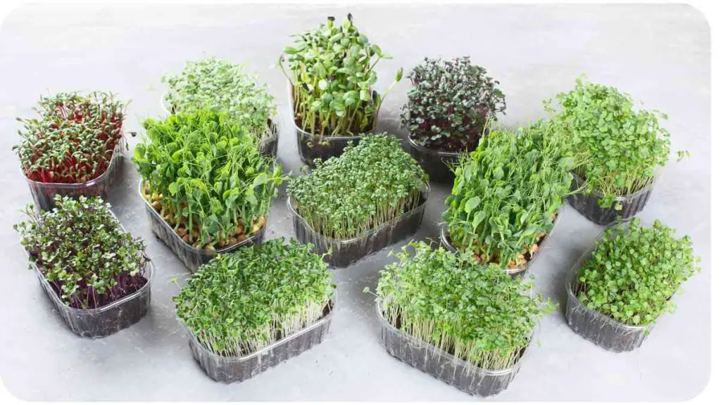 several different types of sprouts in plastic containers