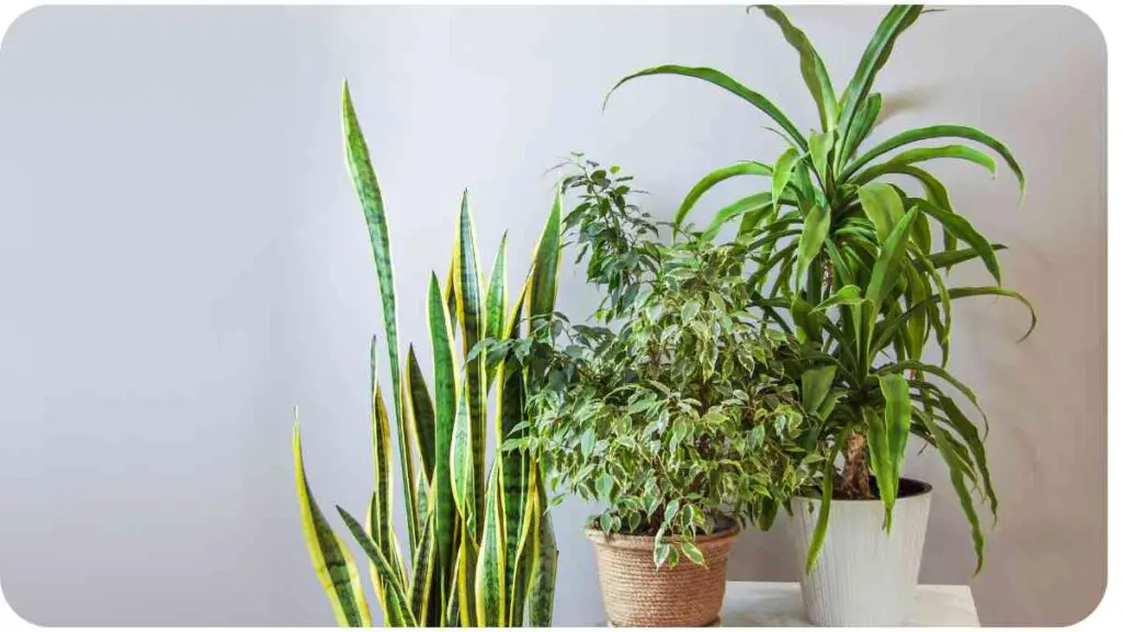 three different types of indoor plants on a table