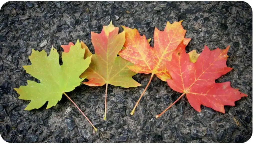 autumn leaves mouse pad