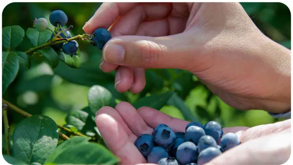 a person picking blueberries from a tree