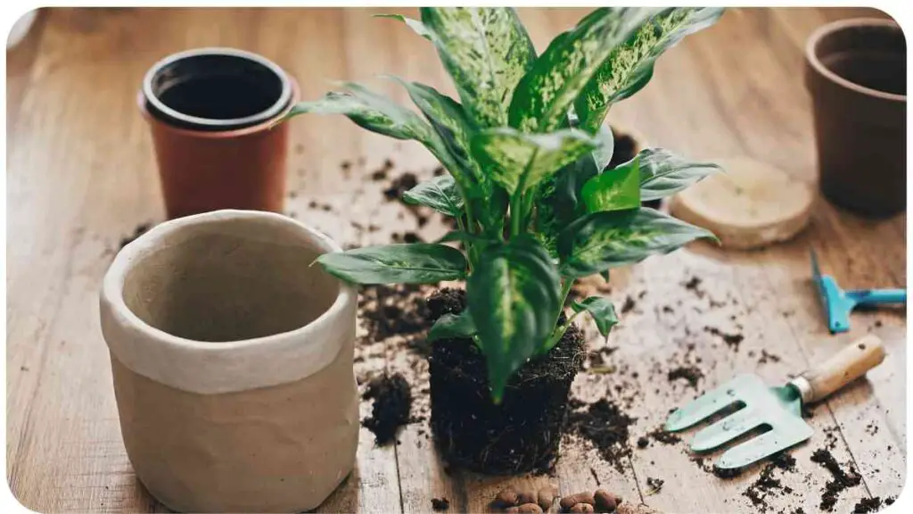 a potted plant and gardening tools on a wooden table