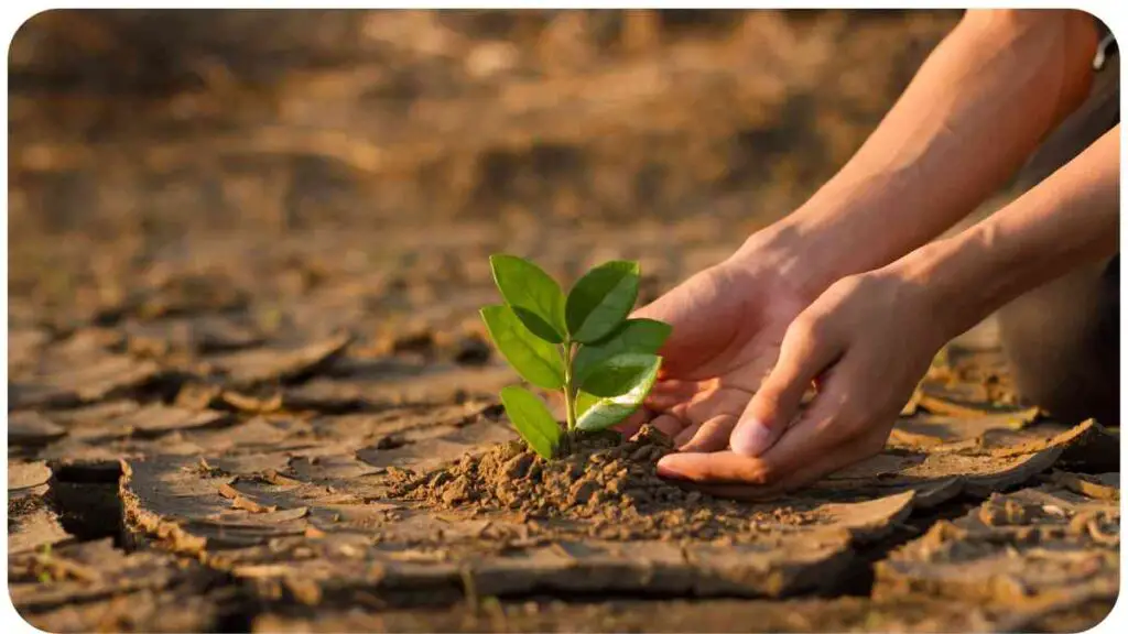 A hand is holding a small plant in the middle of a dry field