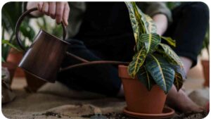 a person is watering a plant in a pot