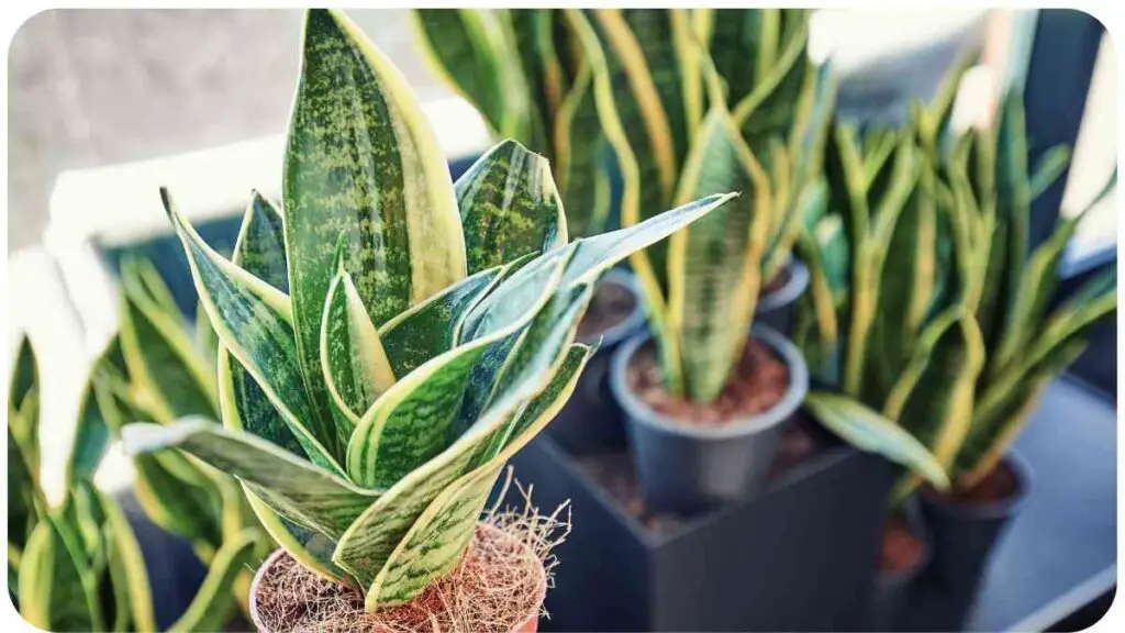 snake plant in a pot on a window sill