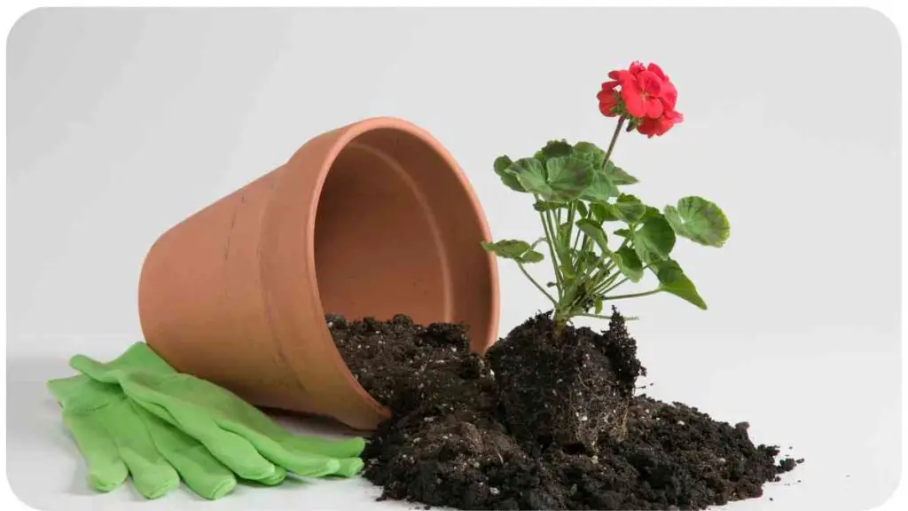 a flower pot with soil and gloves next to a red geranium plant